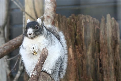 The Ballad of Ricky Bobby, the Fox Squirrel – South Carolina Wild