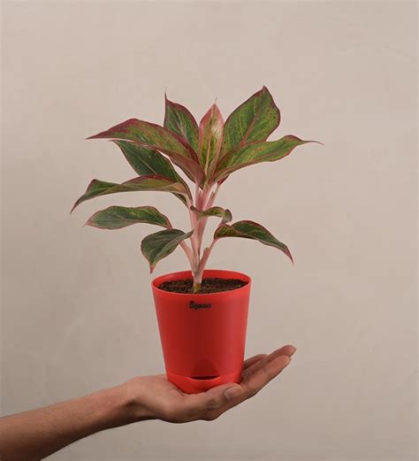 Aglaonema Red Plant - Small Gift Hamper – Ugaoo