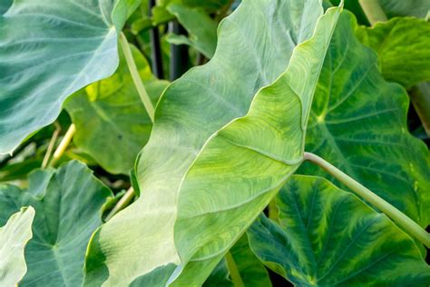 Elephant Ear: Plant Care & Growing Guide