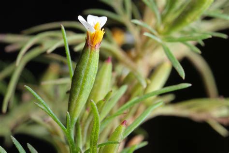 Tagetes filifolia Lag. | Plants of the World Online | Kew Science