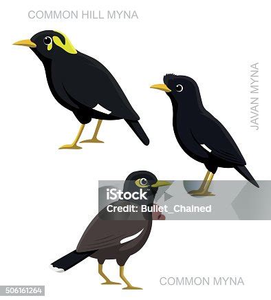 Image result for Maina Drawing