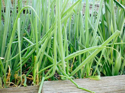 7 Secrets to Harvesting, Curing, and Storing Onions – Garden Betty