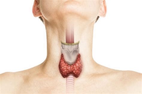 ¿Qué es el cartílago tiroides? Todo lo que debes saber