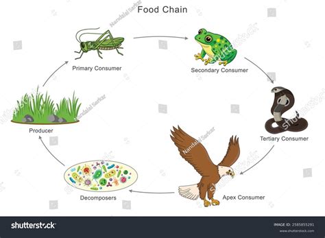 Grasshopper Food Chain Function Of Ecosystem Food Chain & Food Web