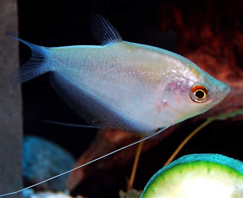10 Species of Gourami Fish for Your Tank
