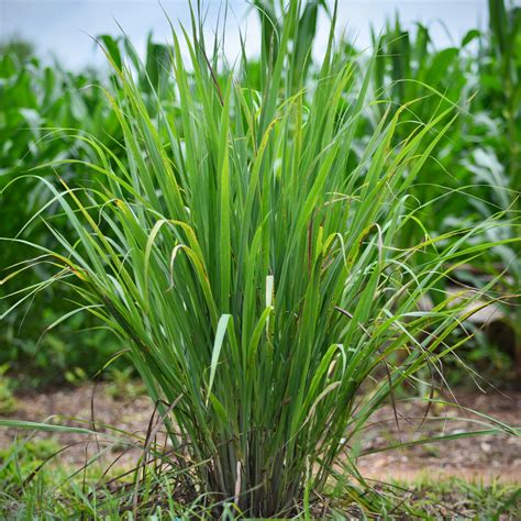 Lemon Grass Plant