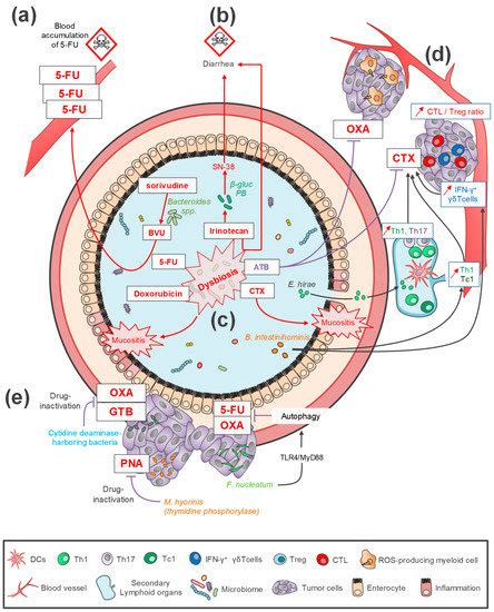 Intestinal Microbiota: A Novel Target to Improve Anti-Tumor Treatment?