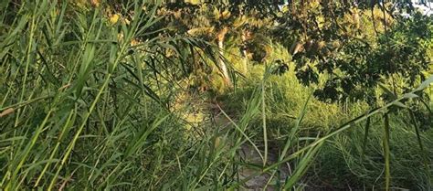 ‘காணாமல்போன’ கொடிங்கால் வாய்க்காலை போராடி மீட்ட எலமனூர் கிராம ...