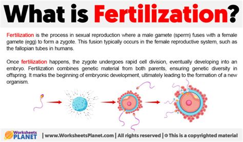 fertilization process explained 的图像结果