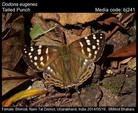Dodona eugenes | Butterfly