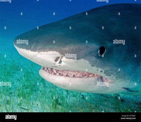 Tiger Shark Mouth Open