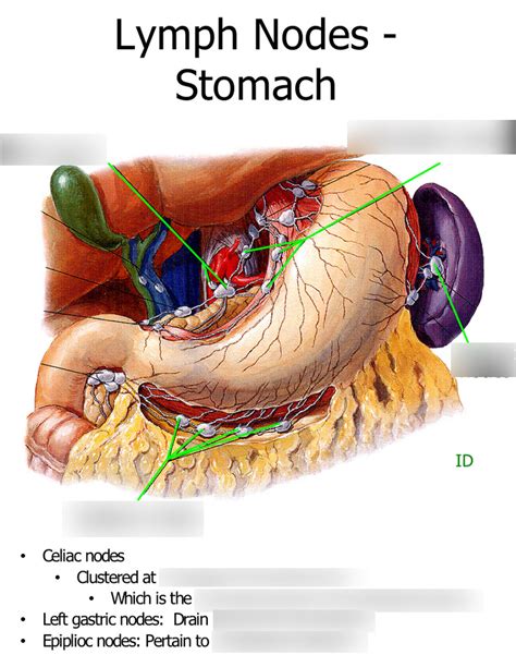 Image result for Small Intestine Lymph Nodes
