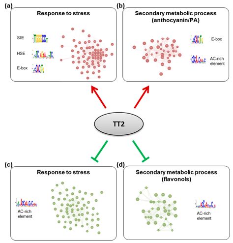 The Seed Development Factors TT2 and MYB5 Regulate Heat Stress Response ...