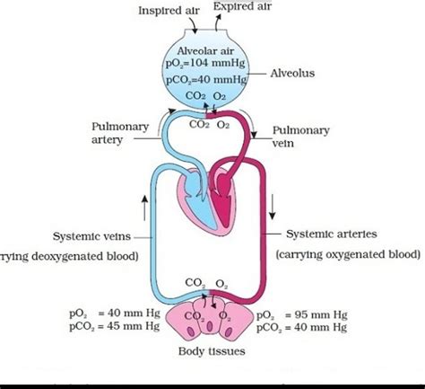 Draw a schematics representation of transport and exchange of oxygen ...