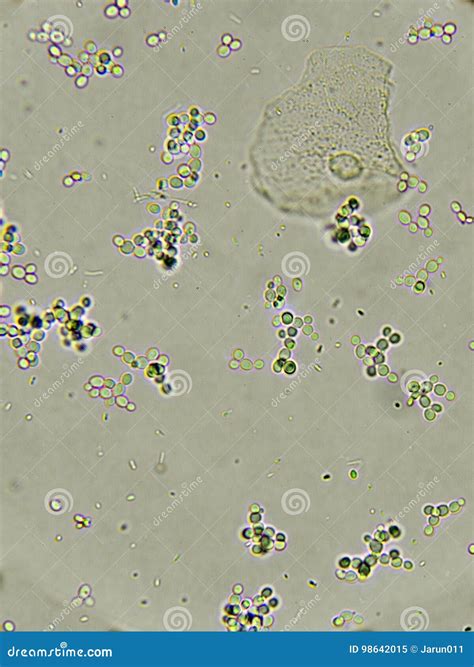 Budding yeast cells stock image. Image of epithelium - 98642015