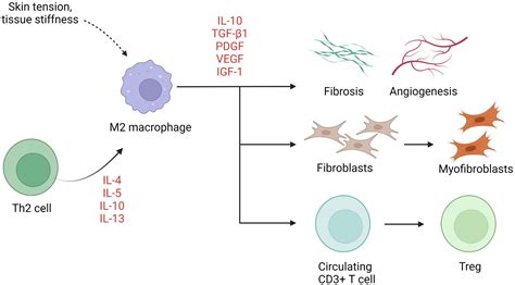 Keloid And Fibrosis