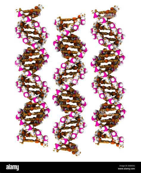 Space filling model dna hi-res stock photography and images - Alamy