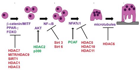 Epigenetic Regulators Involved in Osteoclast Differentiation