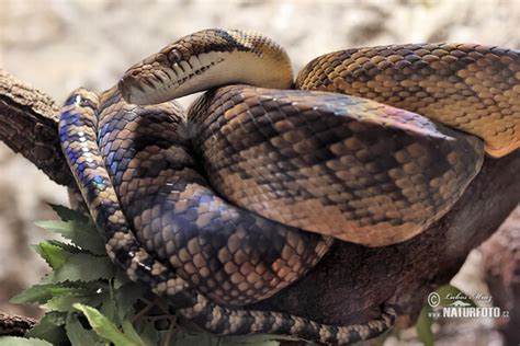 Image result for Amethystine Python Habitat