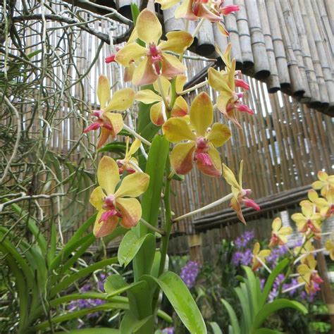 MAE SA ORCHID FARM (2026) All You Need to Know BEFORE You Go (with ...