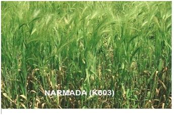EBR | Chandrashekhar Azad University of Agriculture and Technology | Kanpur
