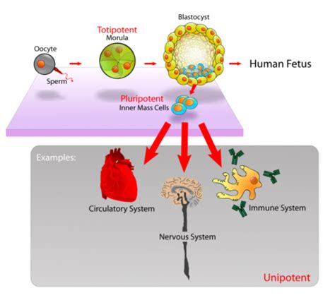 Stem Cell Process 的图像结果