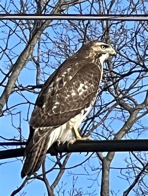 Hawk in Columbus, Ohio. Thank you! : r/whatsthisbird