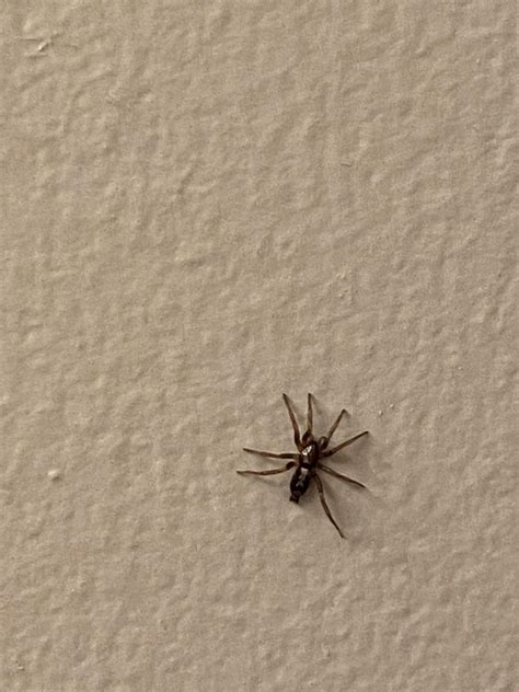 Could this be a baby brown recluse? This is the second one we’ve found ...