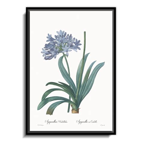 Agapanthus umbellatus – Calcuttan