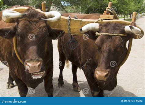 Pair of Oxen with Yoke stock photo. Image of animal, yoked - 3157576