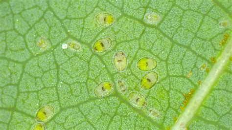 You are being redirected...