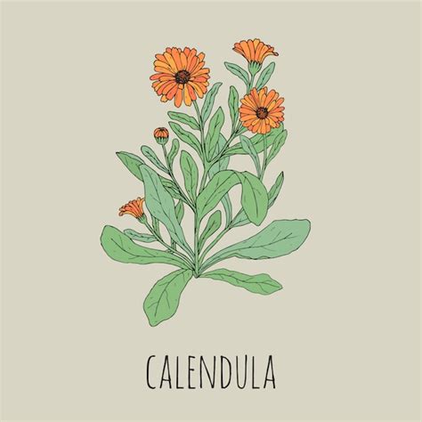 Colorful detailed drawing of blooming calendula. beautiful medicinal ...
