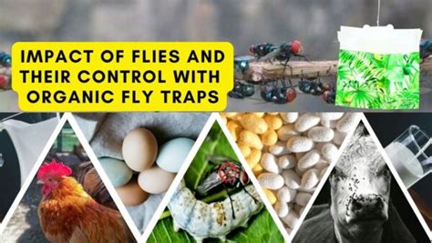 Impact of Flies and Control with Organic Fly Traps