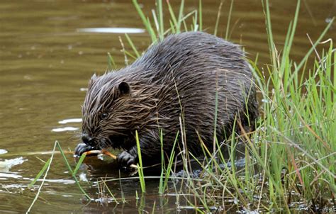 Rund 70 Prozent dieser Tiere sind verschwunden - UnserTirol24