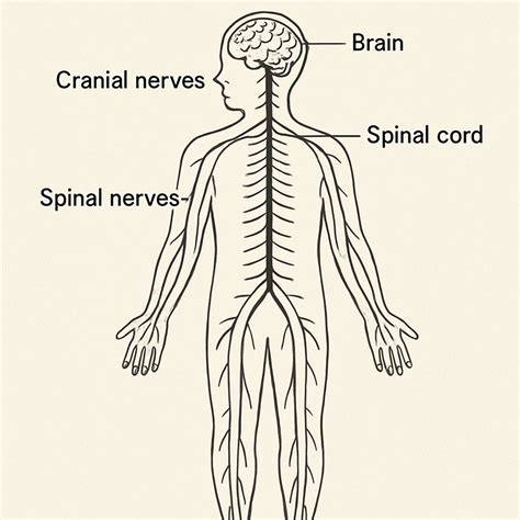 Peripheral Parts: Key Roles in Nervous System