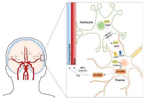 The Controversial Role of 24-S-Hydroxycholesterol in Alzheimer’s Disease