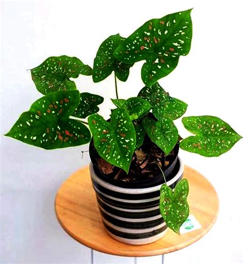 Seedstores Caladium Rare Florida Clown Fancy Leaf Caladium Bicolour ...