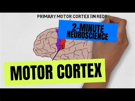 2-Minute Neuroscience: Motor Cortex Video Lecture - A-Z Guide to ...