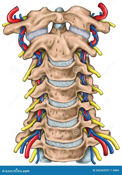 Topographic Relationship of the Spinal Nerve and Vertebral Artery Stock ...
