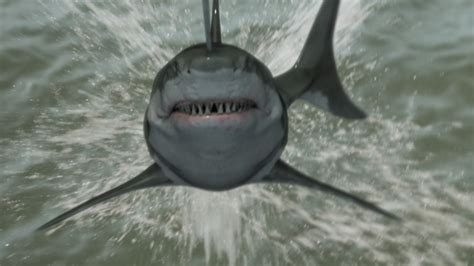 Zombie Shark | The Official Movie Site
