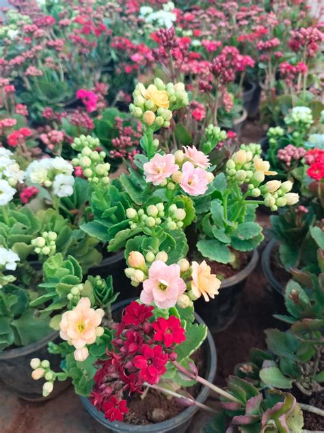 Florist Kalanchoe Pune hybrid dwarf plants Light pink colour – ASHIYANA ...