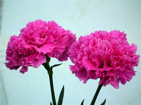 Pink Carnation Wallpapers - Wallpaper Cave
