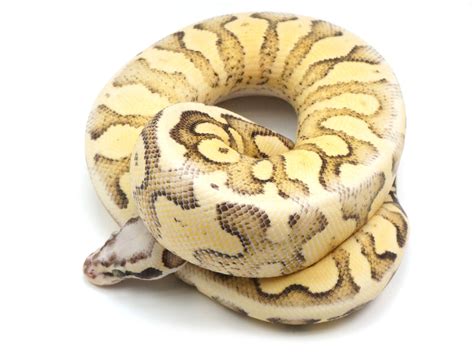 Image result for Female Pastel Ball Python