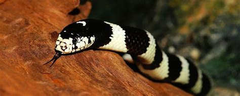 梦见黑白蛇预示什么 梦见黑白蛇好不好 - 万年历