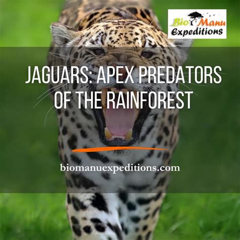 Jaguar Physical Characteristics: An Anatomy Of The Apex Predator