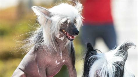 Image result for Ugly Cockapoo