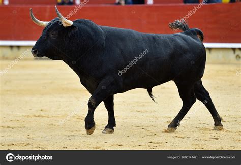 Bull Spanish Bullring — Stock Photo © albertoclemares.hotmail.com ...