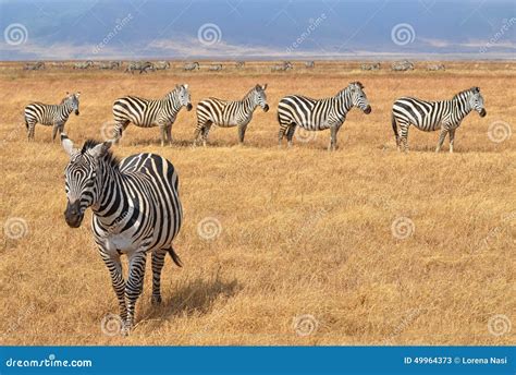 Herd Of Zebras
