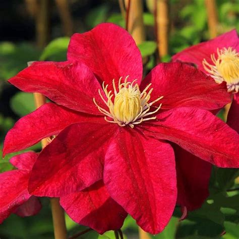 Clematis Flower Bulbs Clematis spp. Red Large Blooms – Dharaseeds