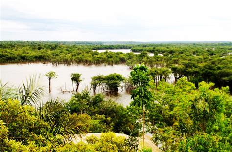 巴西热带雨林大火引争论，网友：可以学习苹果捐款修复雨林